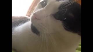 Download lagu Panda says 'I love you' (Original) mp3