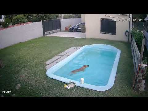 Dog jumps into pool after curiously looking at water in General Rodríguez, Buenos Aires