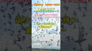 2026年度八郷国際チャンピオン900K　本日ライブ配信！