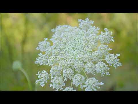 Heavenly Reiki Piano Music with Bell Every 3 Minutes ~ 3 Minute Timer for Yin Yoga & Reiki Healing