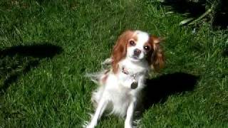 Jazz - Washday Blues.avi