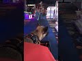 Frenchie Goes For A Ride