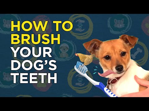 How to brush your dog's teeth (canine dental)
