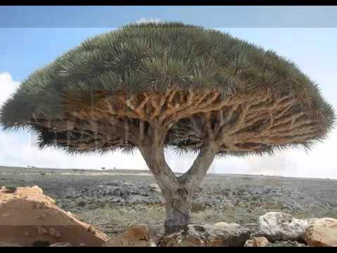 SOUTH AFRICAN DEEP HOUSE MIX 2014