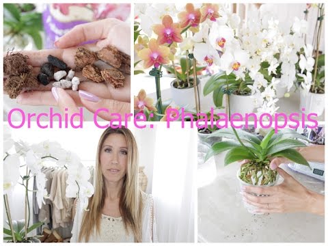 Orchid Care For Phalaenopsis: Watering, Repotting, Feeding, Flower Spikes