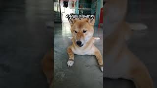 How Patient a Shiba Inu Dog? Trying my Dog Patient | Hero the Shiba inu #shorts