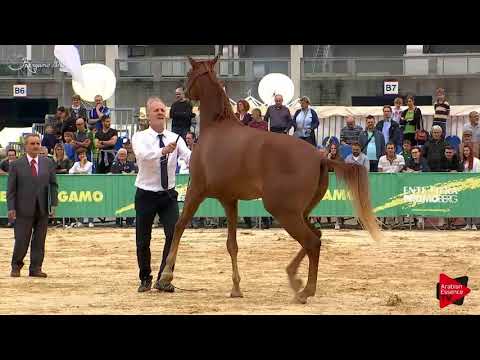 N.93 SHAMEE RAH - Bergamo 2018 - Straight Egyptian Fillies (Class B)