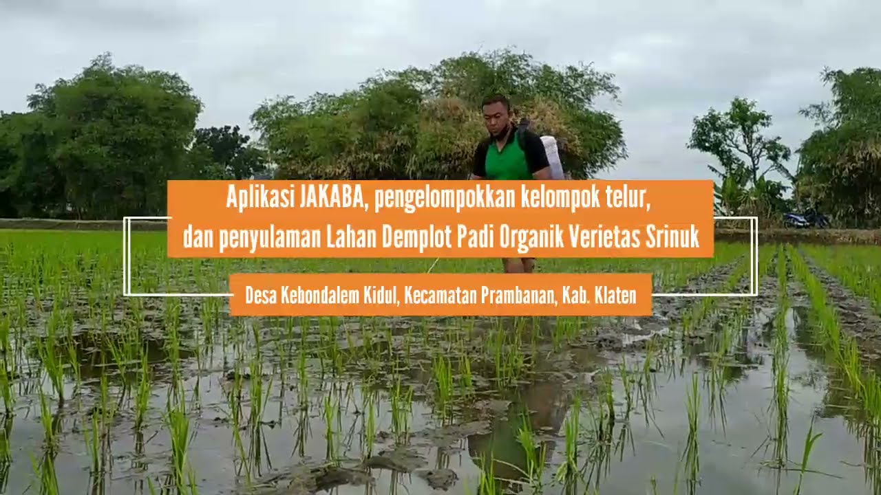 BPP Prambanan pengaplikasikan Jakaba pada padi varietas Srinuk