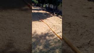 Vanessa chihuahua,el último recuerdo que me dejo