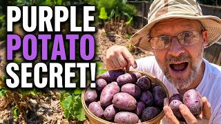 How I Plant Purple Potatoes with a spring garden update