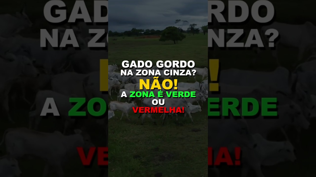GADO GORDO NA ZONA CINZA? NÃO! A ZONA É VERDE OU VERMELHA!