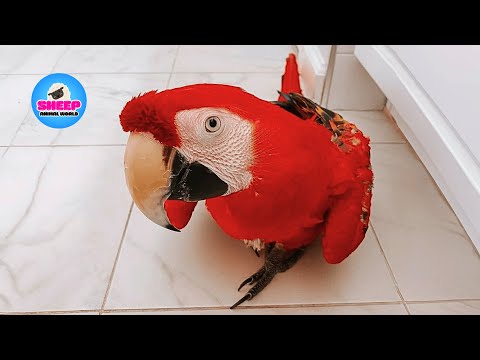 They Gave Up on Her — Until One Woman Changed Mona the Macaw’s Life Forever
