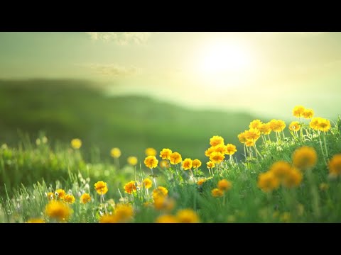 Listening with the Heart Meditation — Jack Kornfield