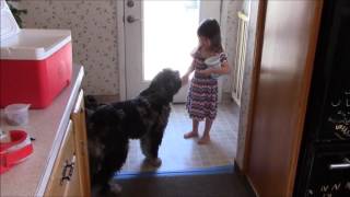 Annie training Lucy the Aussiedoodle