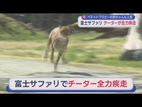 YouTube Video 時速110キロ　チーターの全力疾走を目の前で見よう！　静岡・富士サファリパーク