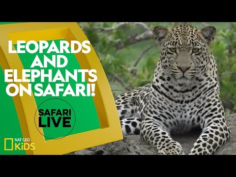 Leopards and elephants on safari
