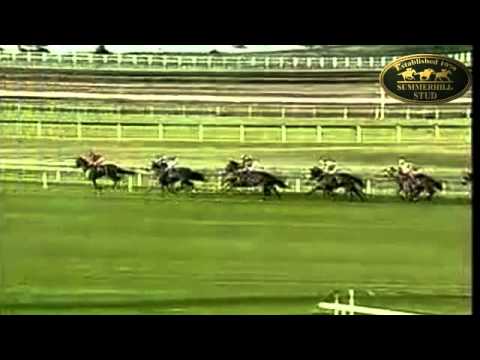 HOLLYWOODBOULEVARD (AUS) - 2009 READY TO RUN GRADUATE