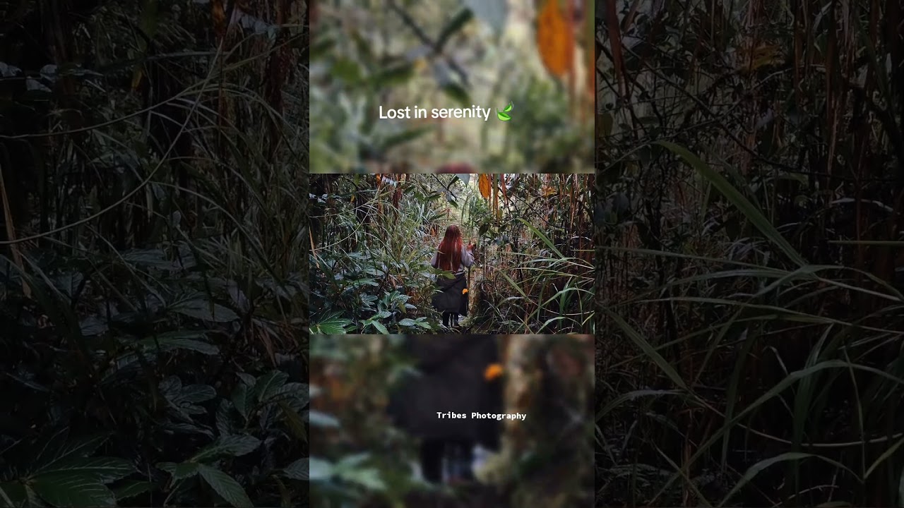 Nature's serenity 🤍🇵🇬 #mtgiluwe #png #pngtuber #papuanewguinea #mountain #hiking #fyp #nature #hike