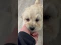 Goldendoodle dogs for sale: Chloe - Video 1