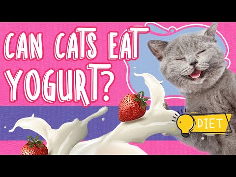 Can Cats Eat Yogurt And Is Yogurt Safe For Cats? - YouTube