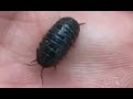 How To Find Pill Bugs #pillbugs