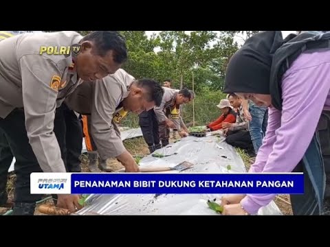 PENANAMAN BIBIT CABE DI DESA SUNGAKI BARU DALAM MENDUKUNG PROGRAM ASTA CITA