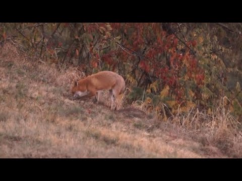 Red Fox in Beautiful Autumn-Landscape