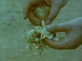 pollination of baobab flowers by bats