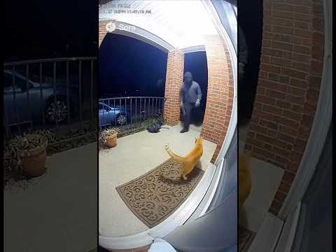 Cat vs Robber (caught on Ring camera)