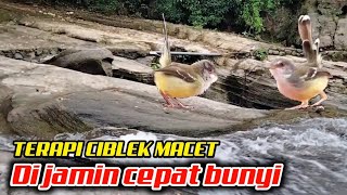 Download lagu Terapi ciblek dan pancingan ciblek macet biar cepat bunyi|| suara ciblek gacor mp3