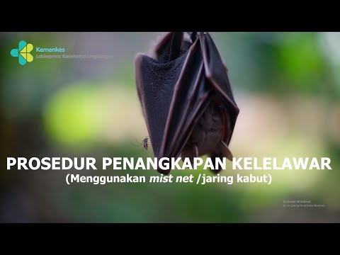 Prosedur Penangkapan Kelelawar Menggunakan Mist Net Atau Jaring Kabut