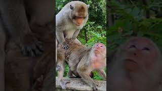 Hard Life of baby monkey that mother and Father making love for one more baby #shorts