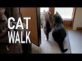Tuxedo Cat Too Distracted To Complete A Cat Walk