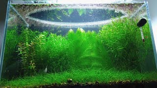 11 Months Update - (Peace and Balance) NO filter, NO CO2, NO Ferts 5 Gallon Nano Tank