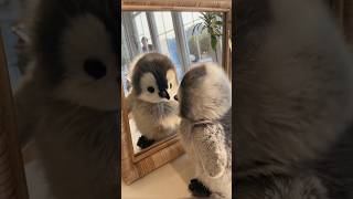 I love small baby penguins ❤️ they are so cute #adorable #pet #penguin #babyanimals #cuteanimal