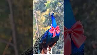 Download lagu #birds #peacock #wildlife #nature #chicken #unfrez #ayam #ayam #pets #purequailty #palolem mp3 Download lagu #birds #peacock #wildlife #nature #chicken #unfrez #ayam #ayam #pets #purequailty #palolem mp3