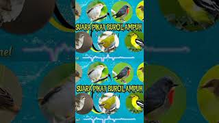 Download lagu Suara Pikat Burung Kecil Dijamin Point‼️ mp3 Download lagu Suara Pikat Burung Kecil Dijamin Point‼️ mp3
