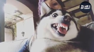 faze tari compilatie cu faze hazlii