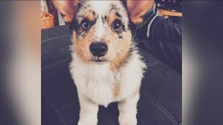 Better Business Bureau warning public about pet adoption scams