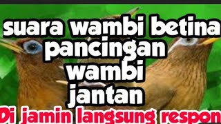 Download lagu PANCINGAN WAMBI MACET 100% NYAUT AUTO GACOR KEMBALI mp3 Download lagu PANCINGAN WAMBI MACET 100% NYAUT AUTO GACOR KEMBALI mp3