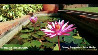 Download lagu PADEPOKAN PSHT TRAH HANGABEHI CABANG TRENGGALEK - PUSAT MADIUN mp3
