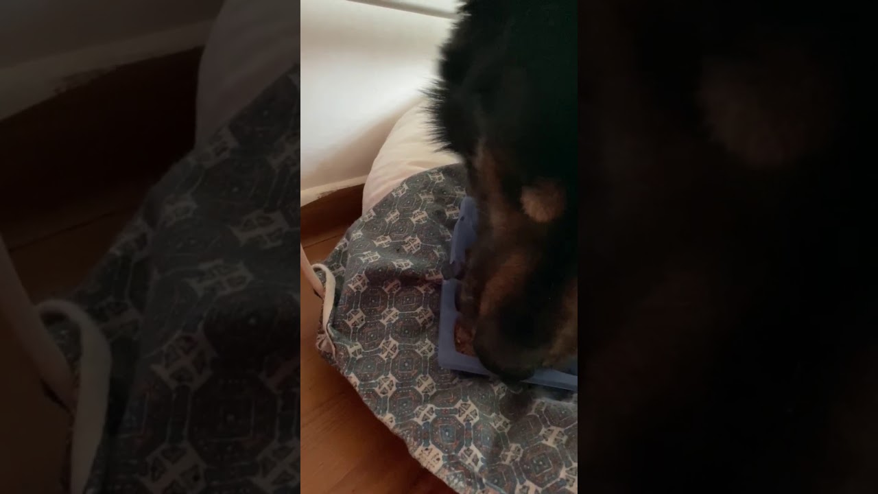 Wilkor i mata do lizania