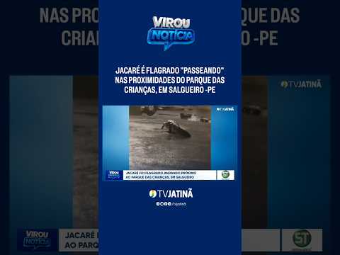 Jacaré é flagrado "passeando" nas proximidades do Parque das Crianças, em Salgueiro -PE