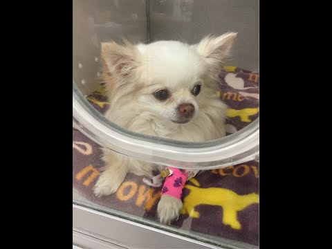 Jahnnalee & The Furry Kiddos and The Furry Kiddos