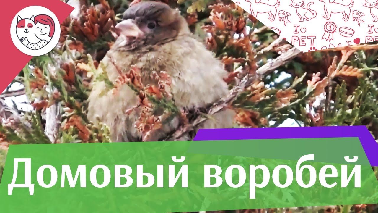 Домовый воробей на ilikepet