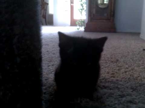 Bagheera, the little baby panther