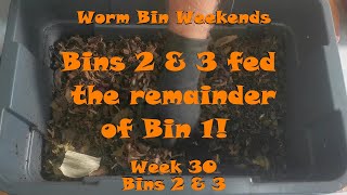 Worm Bin Weekends! Week 30 - Bins 2 & 3: Bins 2 & 3 fed the remainder of Bin 1!