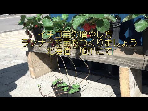 園芸 イチゴのランナーを移植する
