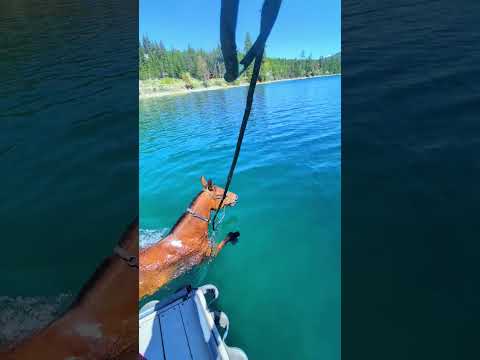 Cooling off the horse https://buymeacoffee.com/mrgngrimmw