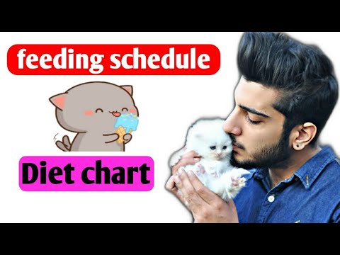 You're feeding your Cat all wrong | cat feeding schedule  | How much should feed your cat